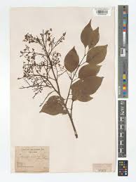 Attēlu rezultāti vaicājumam “Syringa reticulata subsp. amurensis”