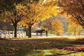 Image result for Annandale Equestrian Centre