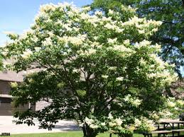 Attēlu rezultāti vaicājumam “Syringa reticulata subsp. amurensis”