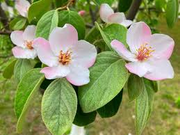 Attēlu rezultāti vaicājumam “Cydonia oblonga flower”
