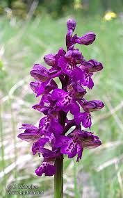Attēlu rezultāti vaicājumam “Orchis morio”