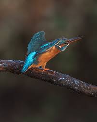 Attēlu rezultāti vaicājumam “Alcedo atthis nest”
