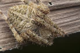 Attēlu rezultāti vaicājumam “Aranei”