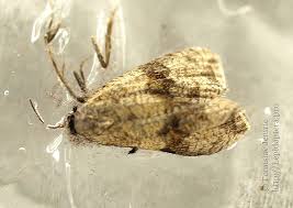 Attēlu rezultāti vaicājumam “Celypha striana”