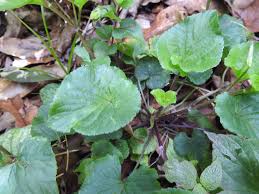 Attēlu rezultāti vaicājumam “Viola riviniana leaf”