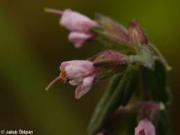 Attēlu rezultāti vaicājumam “Odontites vulgaris flower”
