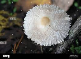 Attēlu rezultāti vaicājumam “Lepiota clypeolaria”