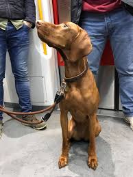 Image result for Norwich Scrabble Club