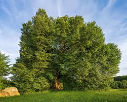 Attēlu rezultāti vaicājumam “Tilia cordata”