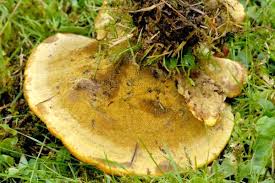 Attēlu rezultāti vaicājumam “Gloeophyllum odoratum”