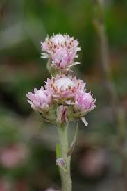 Attēlu rezultāti vaicājumam “Antennaria dioica”