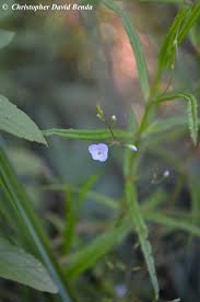 Attēlu rezultāti vaicājumam “Veronica scutellata fruit”