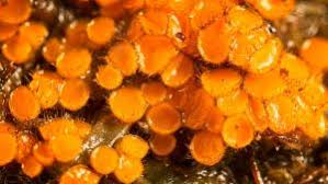 Attēlu rezultāti vaicājumam “Cheilymenia stercorea”