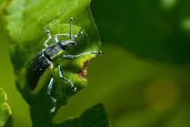 Attēlu rezultāti vaicājumam “Chlorophanus viridis”