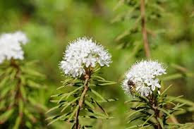 Attēlu rezultāti vaicājumam “Ledum palustre leaf”