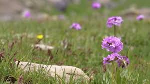 Attēlu rezultāti vaicājumam “Primula farinosa”