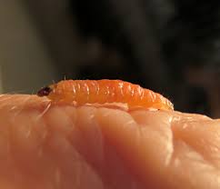 Attēlu rezultāti vaicājumam “Griselda ustomaculana”