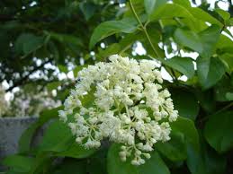 Attēlu rezultāti vaicājumam “Diachea dictyospora (syn. Craterium dictyosporum) young”