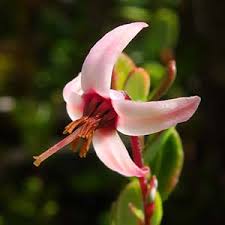 Attēlu rezultāti vaicājumam “Oxycoccus microcarpus leaf”