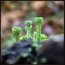 Attēlu rezultāti vaicājumam “Cladonia deformis”