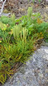 Attēlu rezultāti vaicājumam “Diphasiastrum tristachyum”