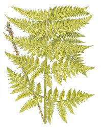 Attēlu rezultāti vaicājumam “Dryopteris expansa”