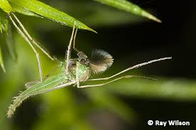 Attēlu rezultāti vaicājumam “Chironomidae”
