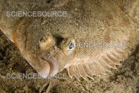 Image result for Pseudopleuronectes americanus