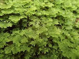 Attēlu rezultāti vaicājumam “Trichocolea tomentella sporophyte”