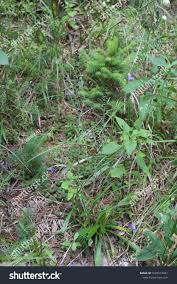 Attēlu rezultāti vaicājumam “Gnaphalium sylvaticum”