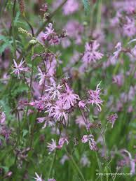 Image result for Lychnis flos-cuculi