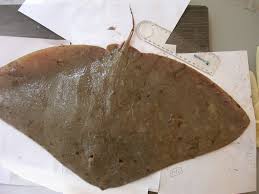 Image result for Gymnura altavela