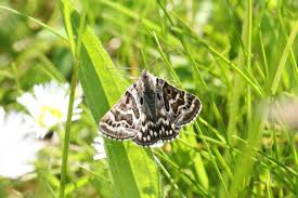 Attēlu rezultāti vaicājumam “Callistege mi”