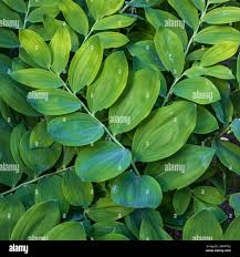 Attēlu rezultāti vaicājumam “Polygonatum multiflorum”