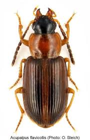 Attēlu rezultāti vaicājumam “Acupalpus flavicollis”