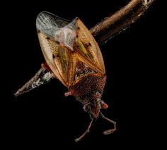 Attēlu rezultāti vaicājumam “Kleidocerys resedae”