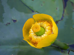 Attēlu rezultāti vaicājumam “Nuphar lutea fruit”