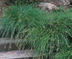 Attēlu rezultāti vaicājumam “Carex loliacea”