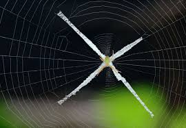 Image result for st andrews cross spider