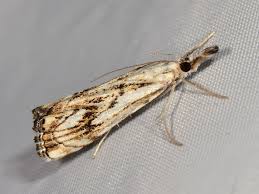 Attēlu rezultāti vaicājumam “Catoptria falsella”