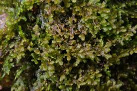 Attēlu rezultāti vaicājumam “Frullania tamarisci”