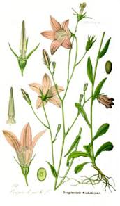 Image result for Campanula patula