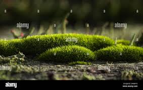 Attēlu rezultāti vaicājumam “Grimmia muehlenbeckii sporophyte”