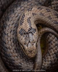 Attēlu rezultāti vaicājumam “Coronella austriaca adult”