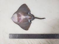 Image result for Amblyraja hyperborea