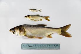 Image result for Hypophthalmichthys molitrix