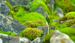 Attēlu rezultāti vaicājumam “Bryum”