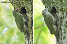 Attēlu rezultāti vaicājumam “Picus canus female”