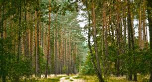 Attēlu rezultāti vaicājumam “Pinus sylvestris var. borussica”