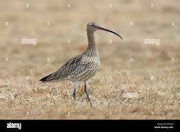 Attēlu rezultāti vaicājumam “Numenius arquata”